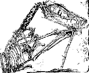 rhamphorhynchoid pterosaur