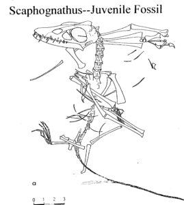 rhamphorhynchoid pterosaur